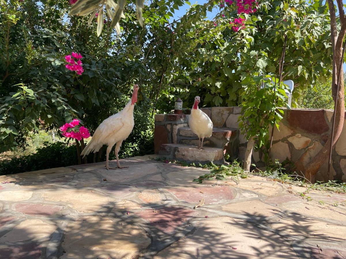 Naseem Country House Al-ʿUla Esterno foto